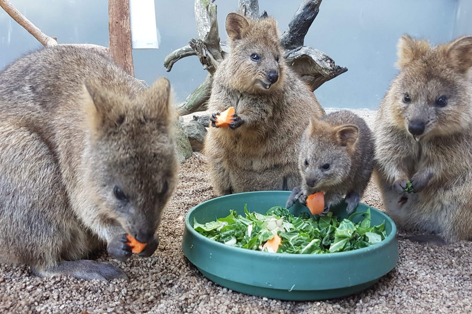 Kuranda Koala Gardens have a new cute attraction. - feature photo