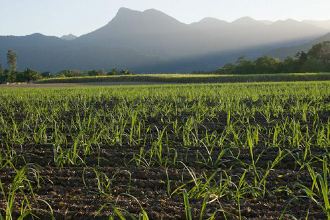 Biodiversity incentives for FNQ Farmers - feature photo