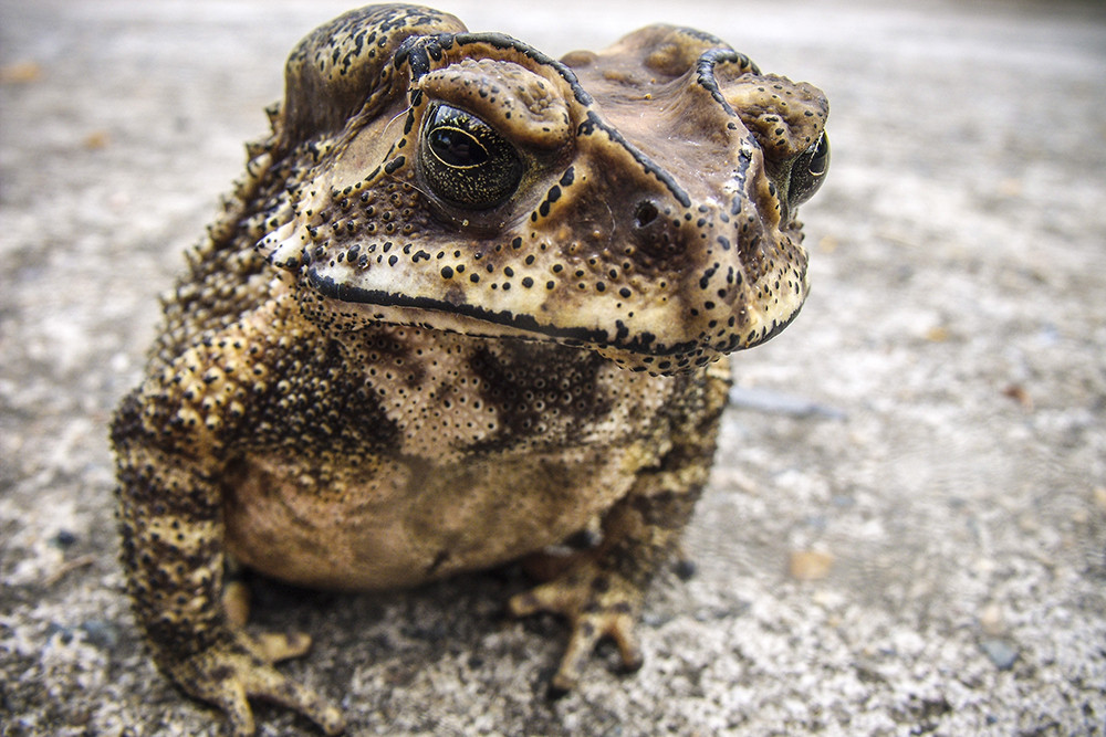 Halting the cane toad march - feature photo