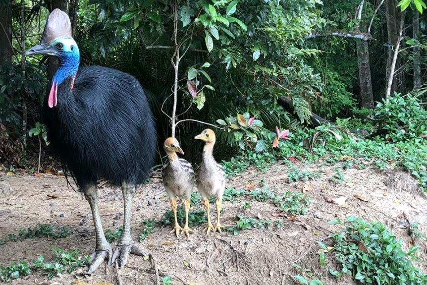 Elvis the cassowary loses last of his chicks - feature photo