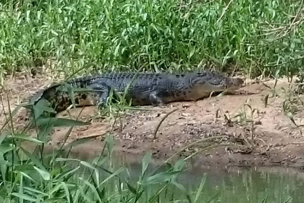 Saltwater crocodile sighting at Two Mile Creek - feature photo