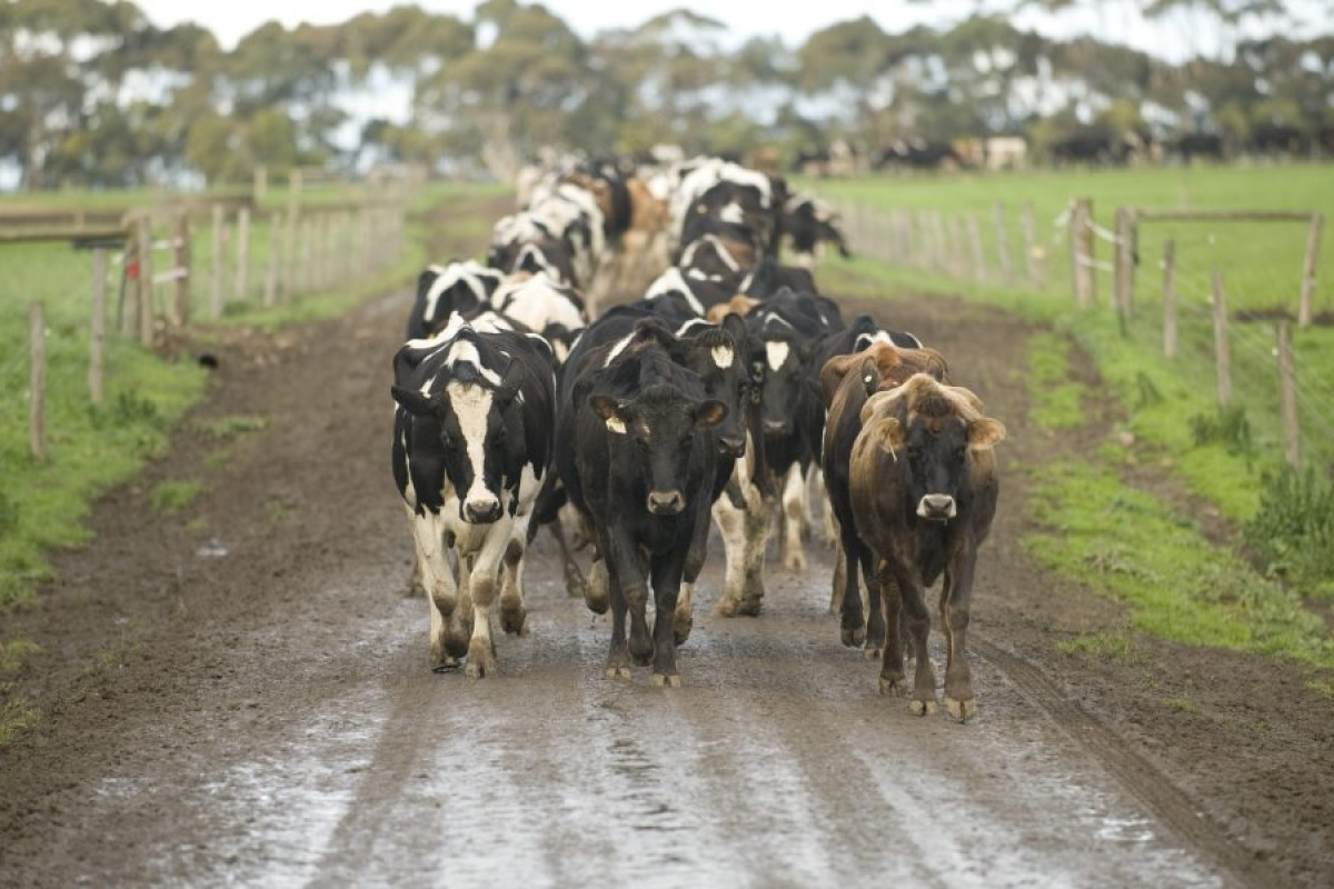 Dairy industry Code of Conduct on its way - feature photo