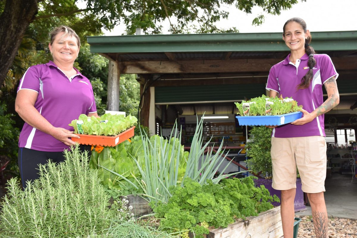 Vegetable seedling sales increase across Queensland - feature photo