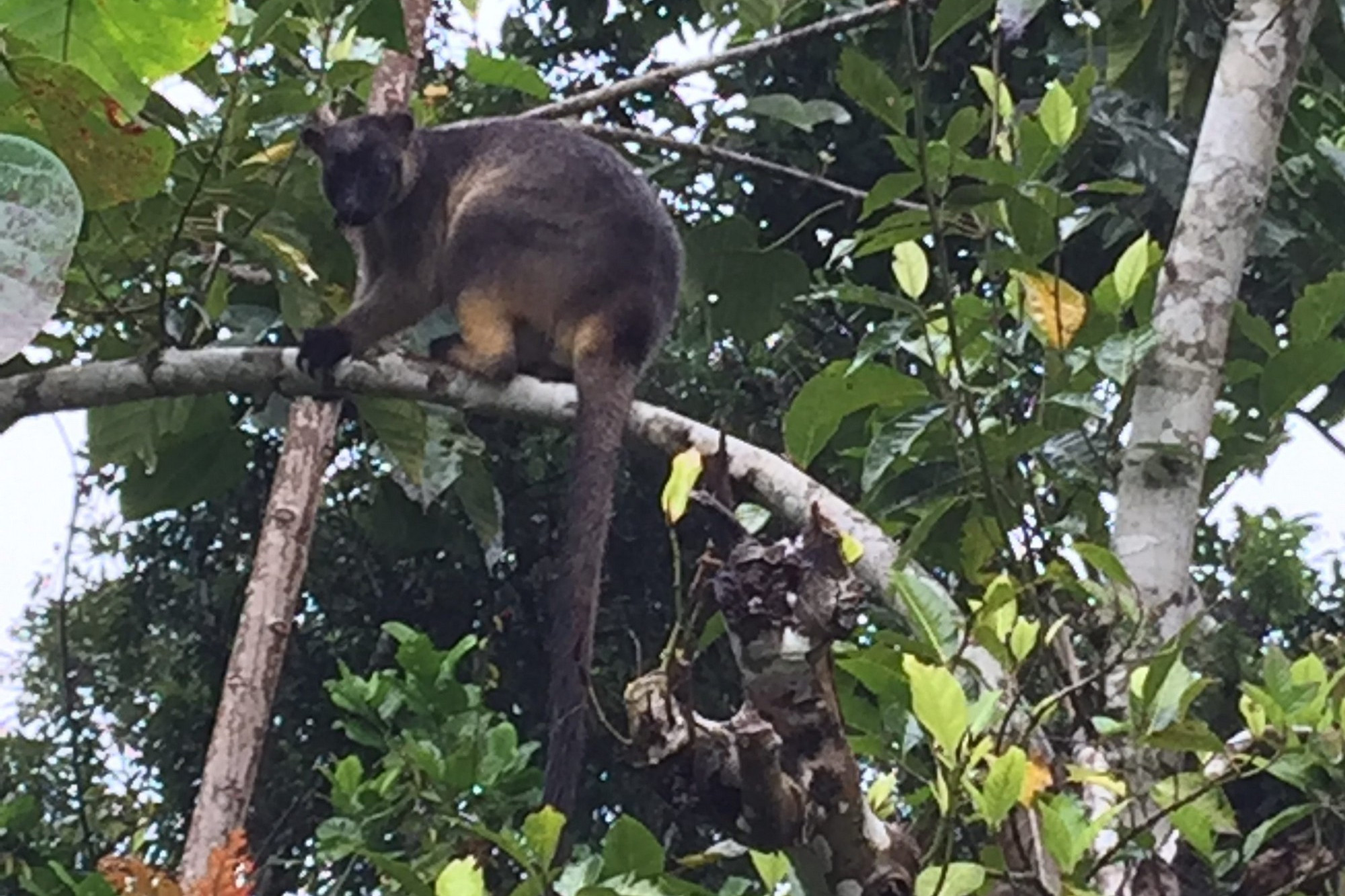 Lumholtz's Tree-Kangaroo makes an appearance - feature photo