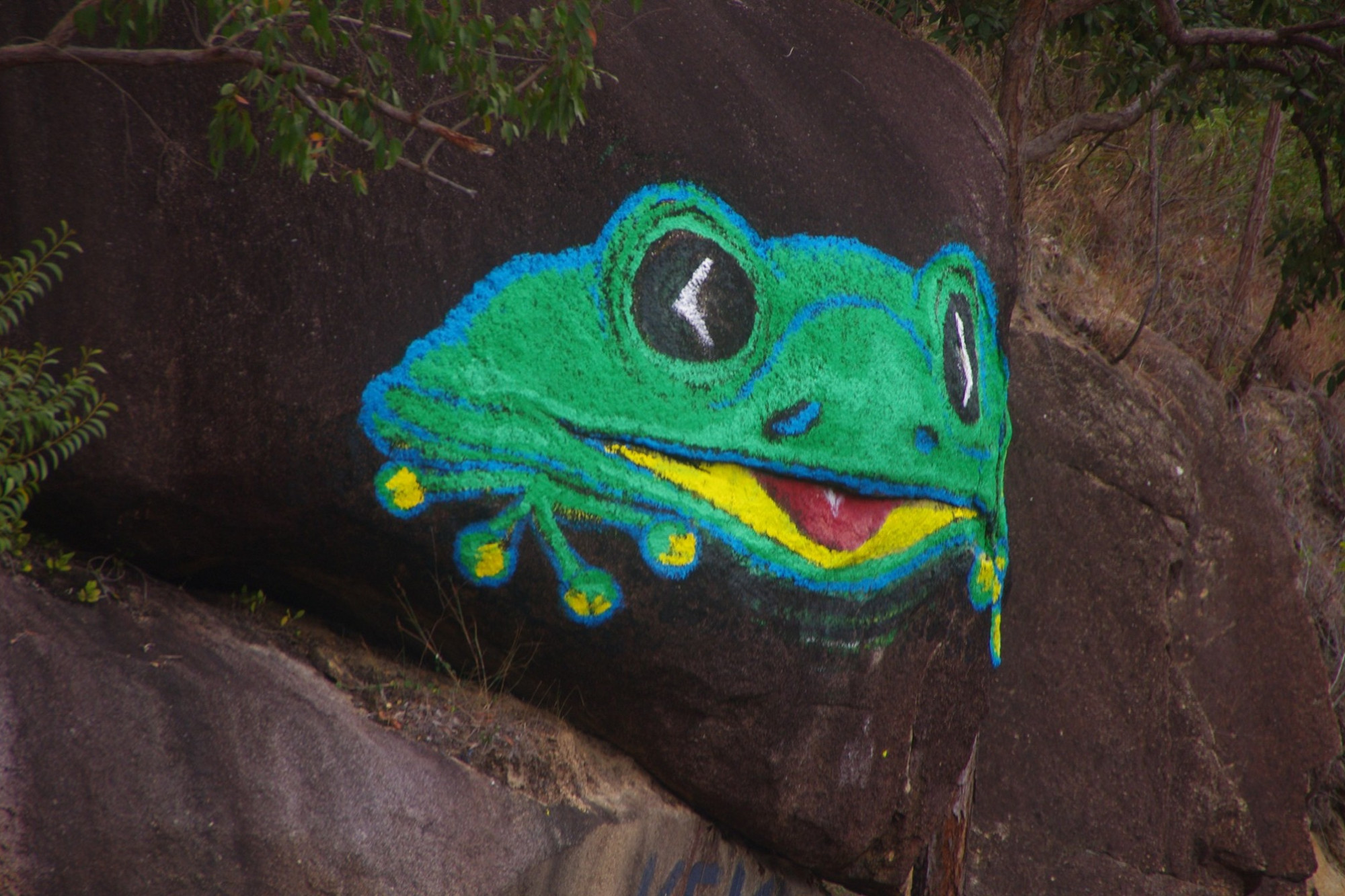 Gillies Range tree frog mystery. - feature photo