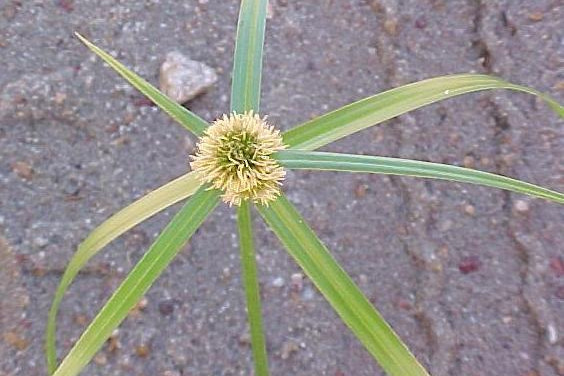 Positive step in fight against noxious weed Navua Sedge - feature photo