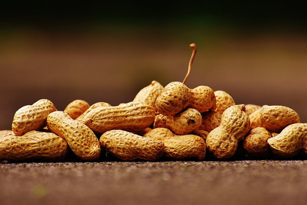 Peanut allergy vaccine to rewrite the immune system - feature photo