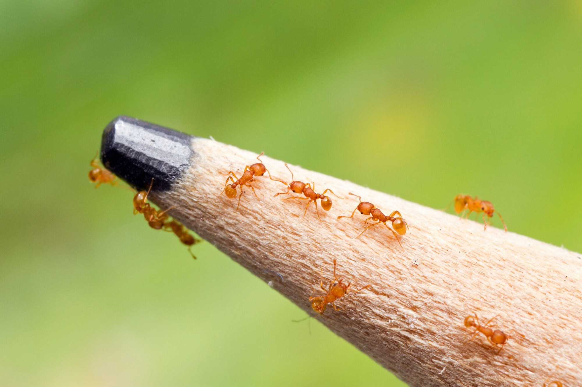 Help zap electric ants in Kuranda - feature photo