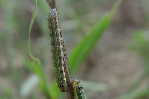 Native to the sub-tropical areas of the Americas, the Fall armyworm has reached Australia. Supplied: Biosecurity Queensland