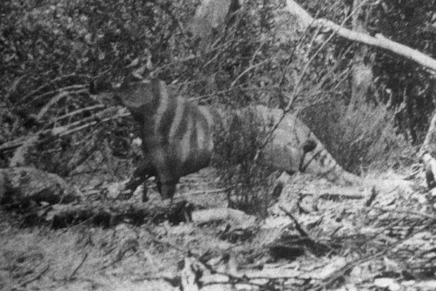 Have you seen the FNQ Marsupial Tiger? - feature photo