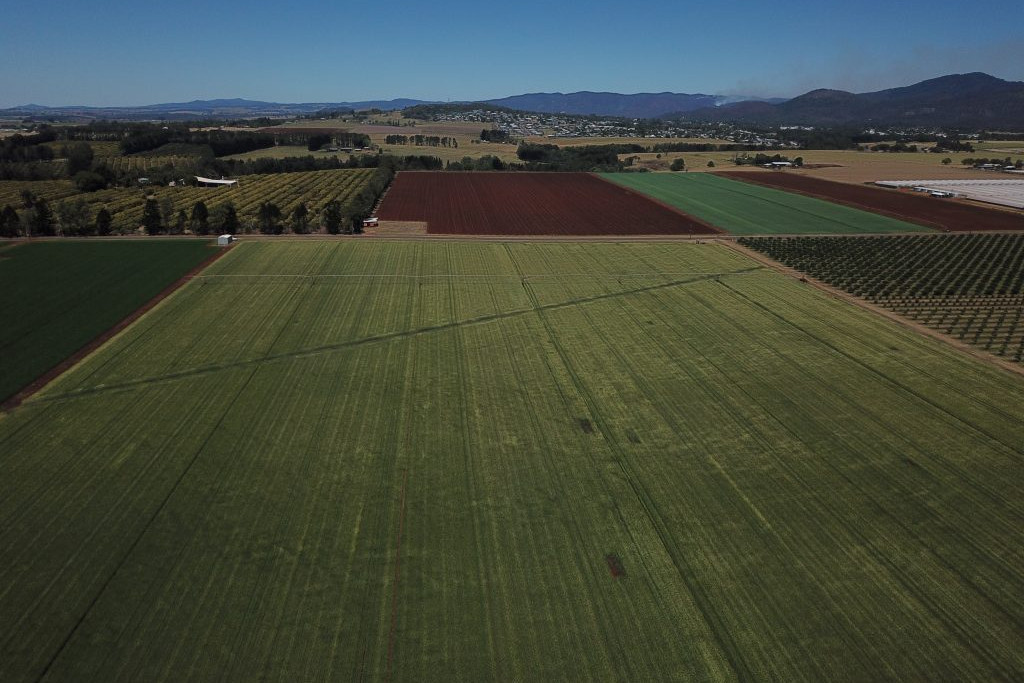 Wheat set to take off on the Tablelands - feature photo
