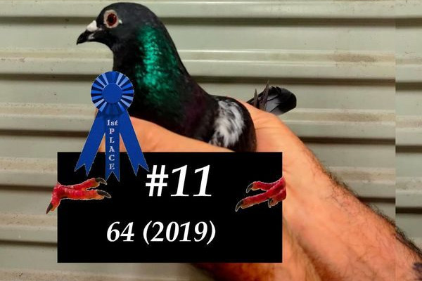 Pigeon number 11 flies away with a win - feature photo