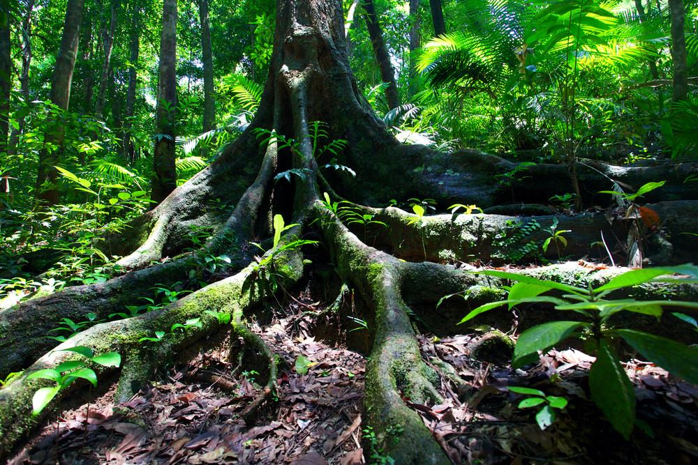 Company charged over logging in Wet Tropics - feature photo