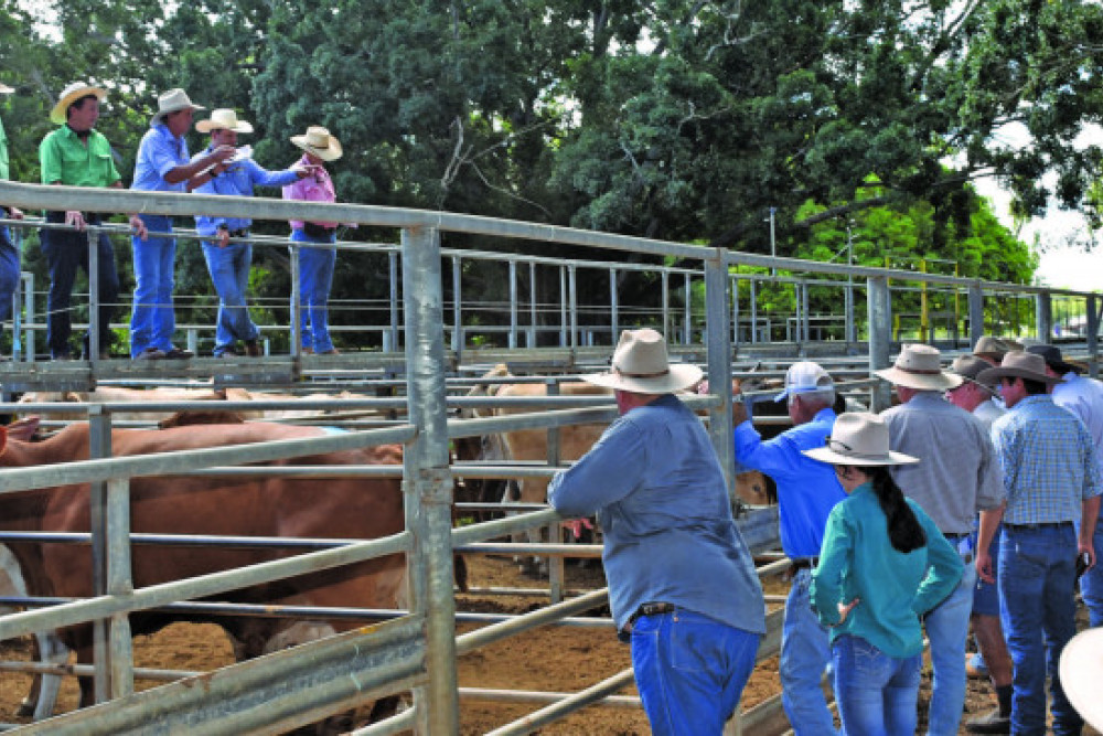 After a record year, the fi nal cattle sale for 2021 was held at Mareeba Saleyards last Tursday.