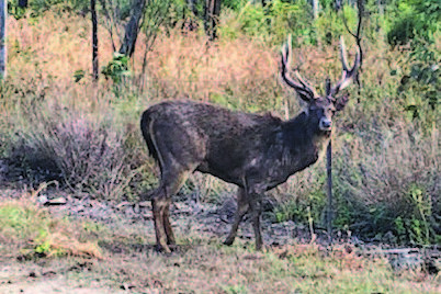 A deer pictured in the wild at Springmount outside Mareeba.