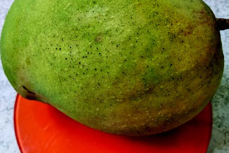New mango takes lead - feature photo