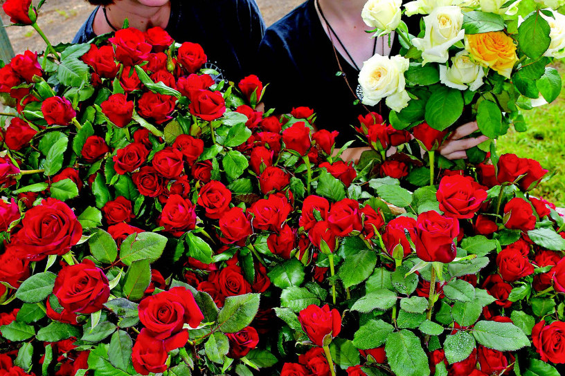 Roseburra's Mia Price (left) and Nemika Fitzgerald have their work cut out for them to get thousands of roses ready for Valentine’s Day.
