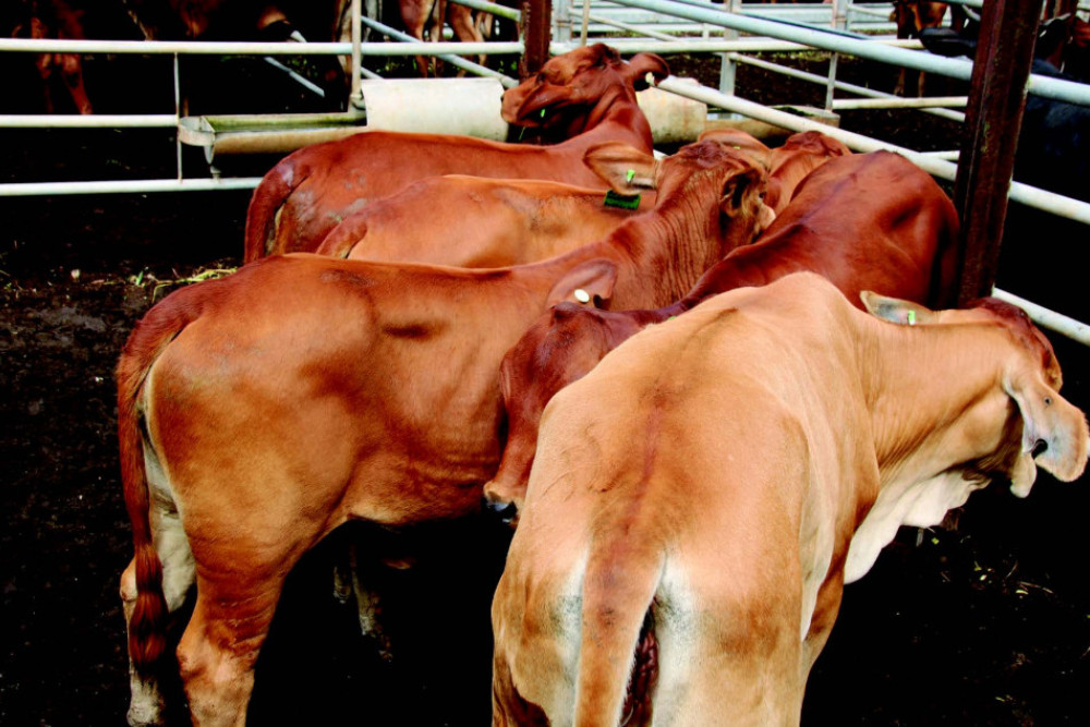 This top price pen of quiet, store heifers sold for 652.2c/kg to farmer Carlo Fassio of Mareeba.
