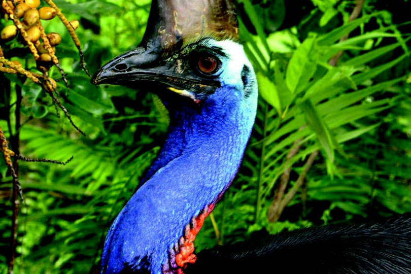 The cassowary population has significantly increased over the last few years on the Kuranda Range Road.