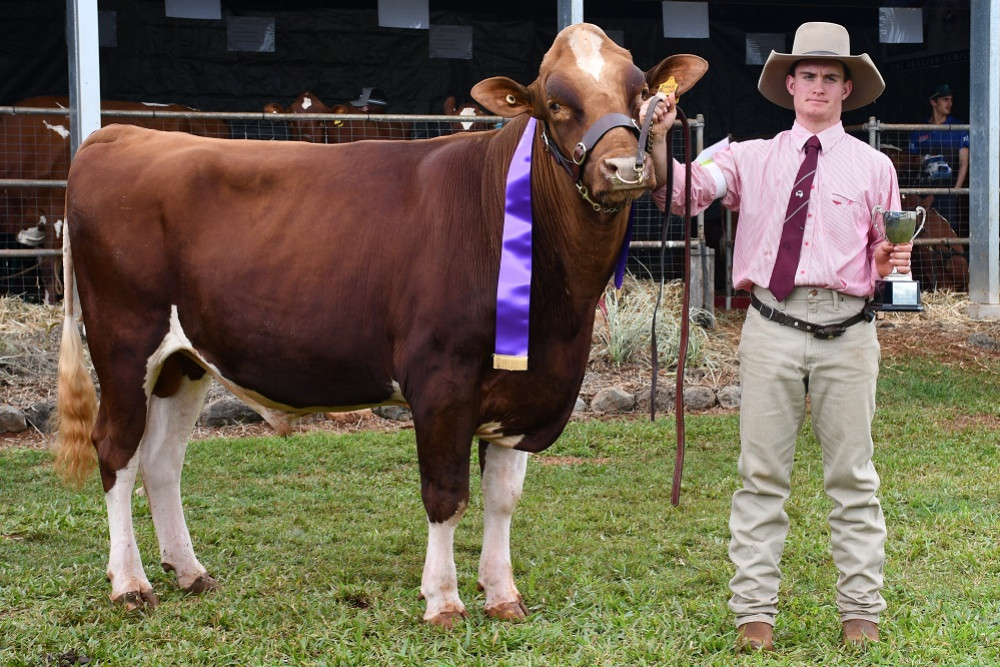 Eachamvale Paramount, being led by Patrick English on behalf of his family, was judged Champion Illawarra Bull and 2022 Supreme Champion Bull. PICTURE ANNE DALEY.