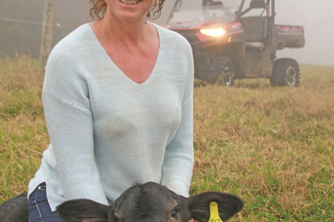 There is big excitement on Millstream Springs at the moment as the middle of summer delivers a new batch of ET calves for Mandie and Brett Scott.