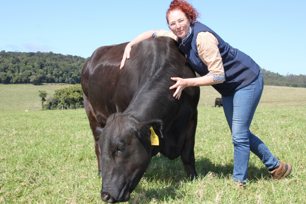 Mandy Scott enjoys working with cattle, especially ones like Miss Midnight Magic. This daughter of TH Miss Foundation 468L9 and Hollywood of Salacao23A53 is all class.