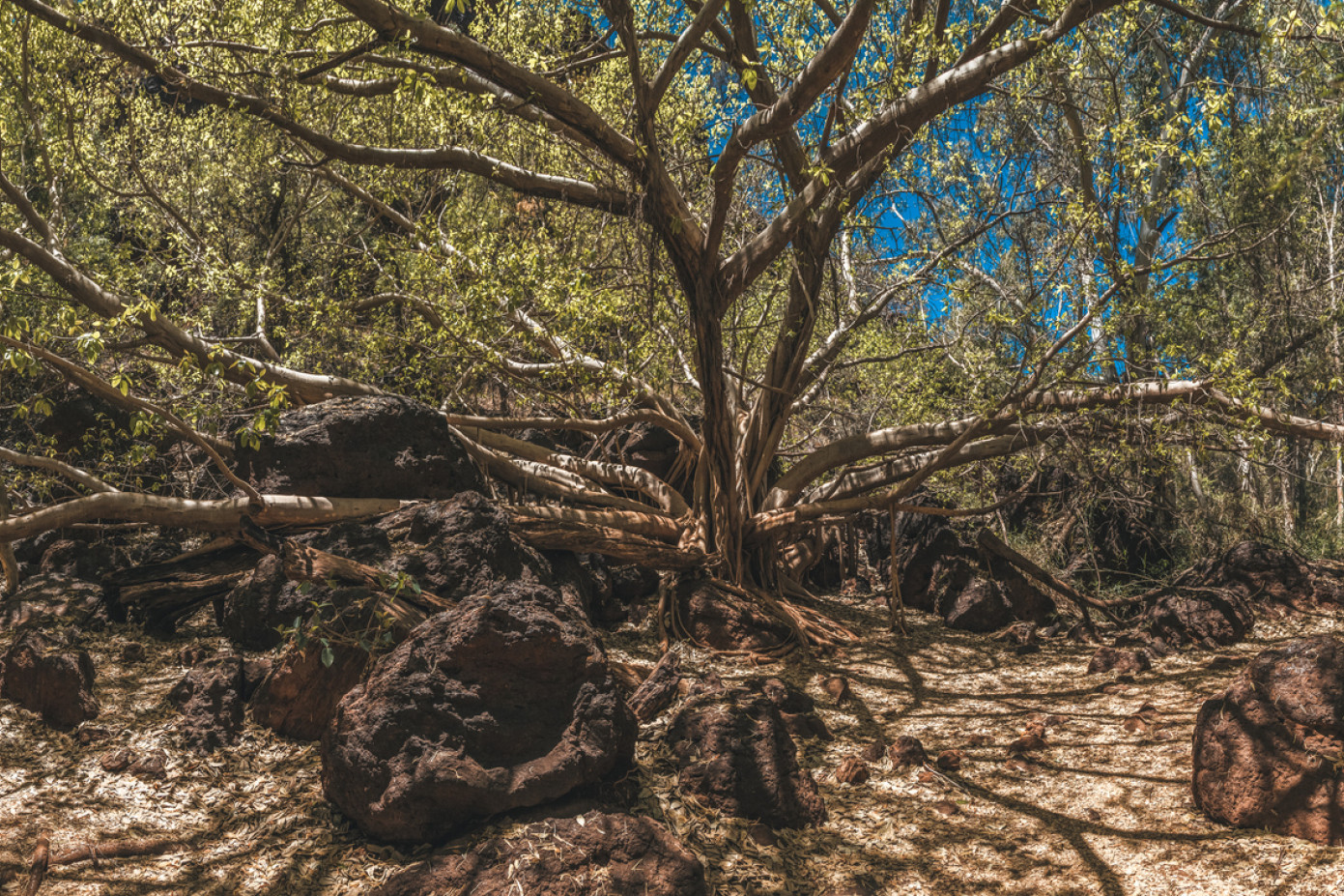 New nature park for Dimbulah - feature photo