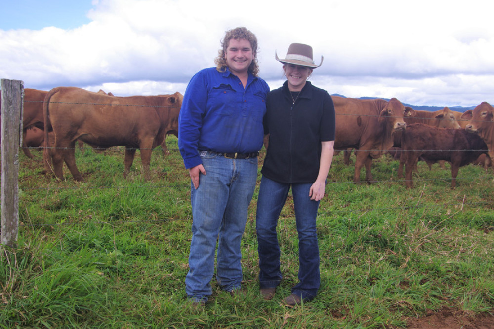 Joseph and Kelly Muller of Millaa Millaa inspect Riverland Droughtmaster cattle on the property of Jillian and Gary Little which is located at Millaa Millaa.