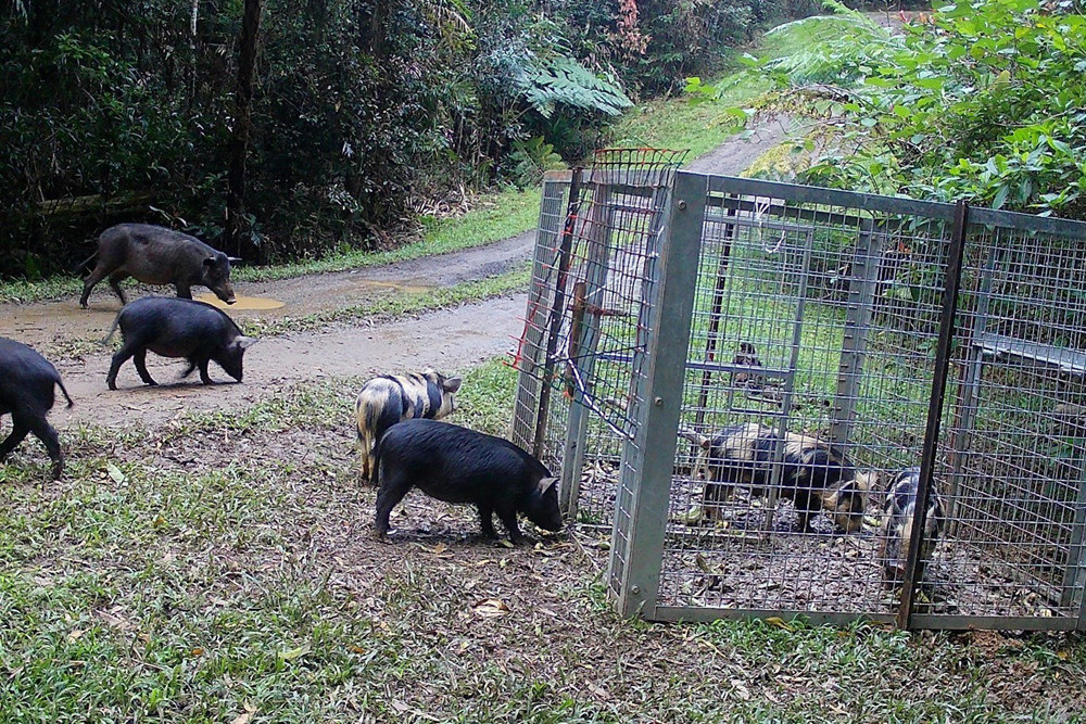 Traps have been placed on a property on Douglas Track West to catch feral pigs.