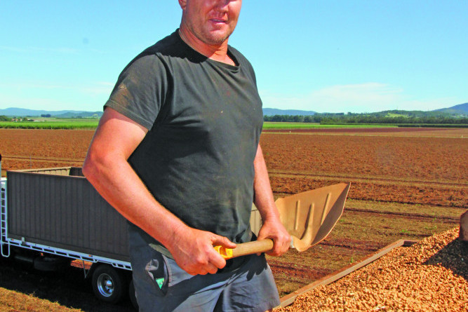 Like many other Tableland growers, P3 Farms Paul Pensini was busy harvesting his first peanut crop in years recently, reestablishing Far North Queensland as Australia’s major producer of the popular and versatile nut