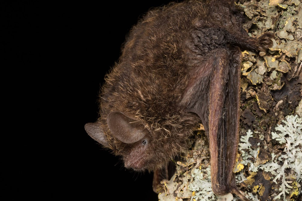 A free talk on the impacts of fires on wildlife will be held next week. Pictured is a Golden-tipped Bat. Photo: George Madani.