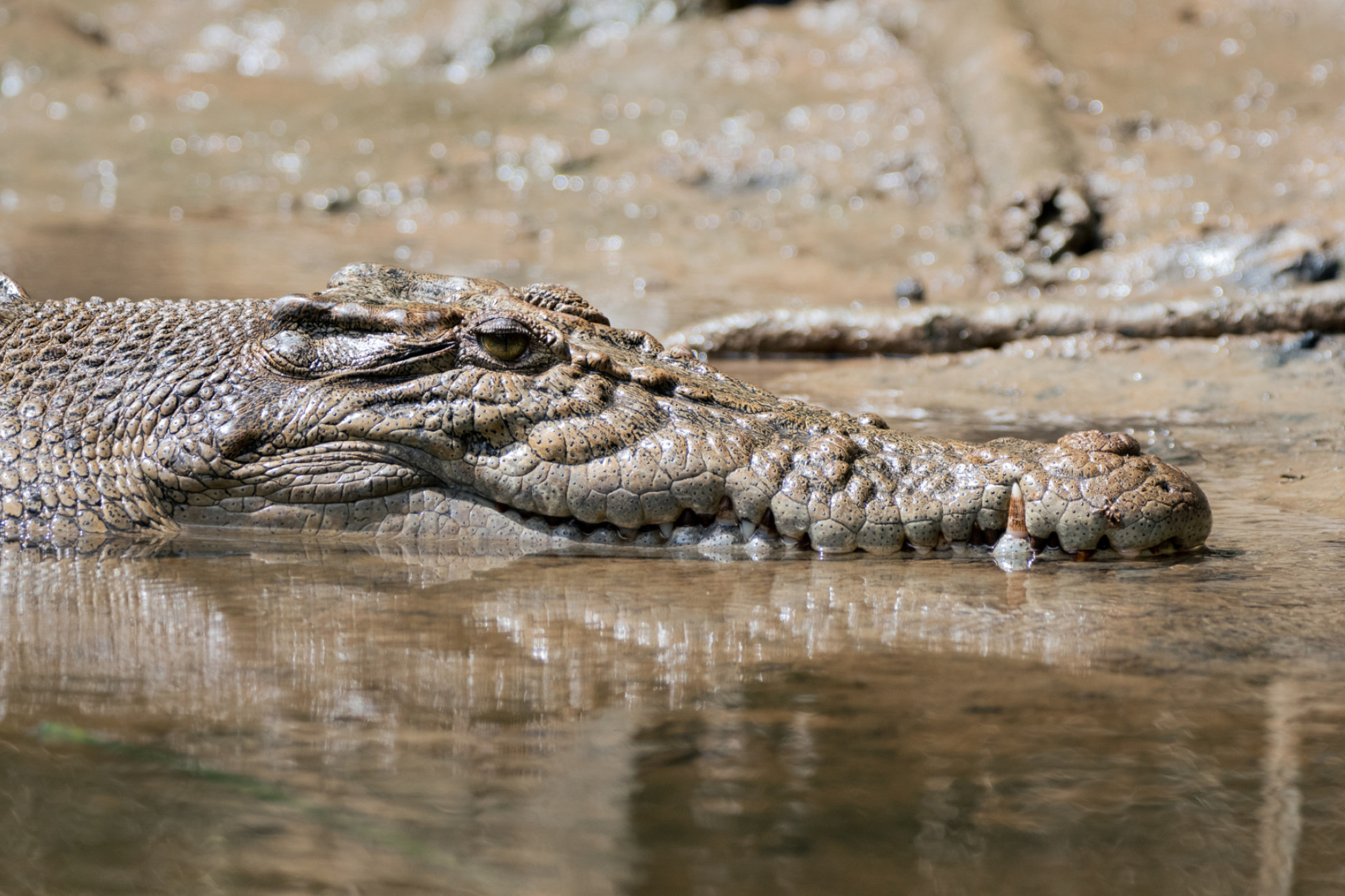Officials deny croc sightings - feature photo