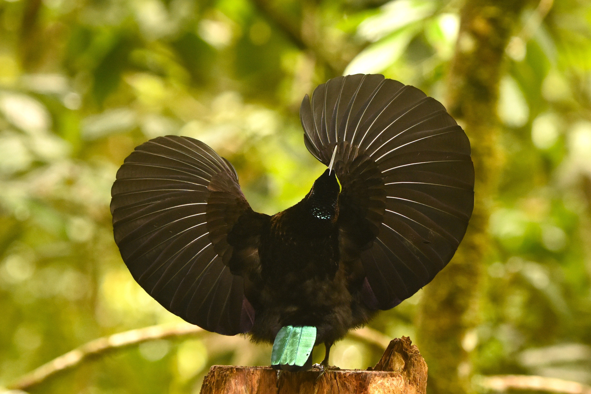 Discover the display and dancing of Victoria’s Riflebird - feature photo
