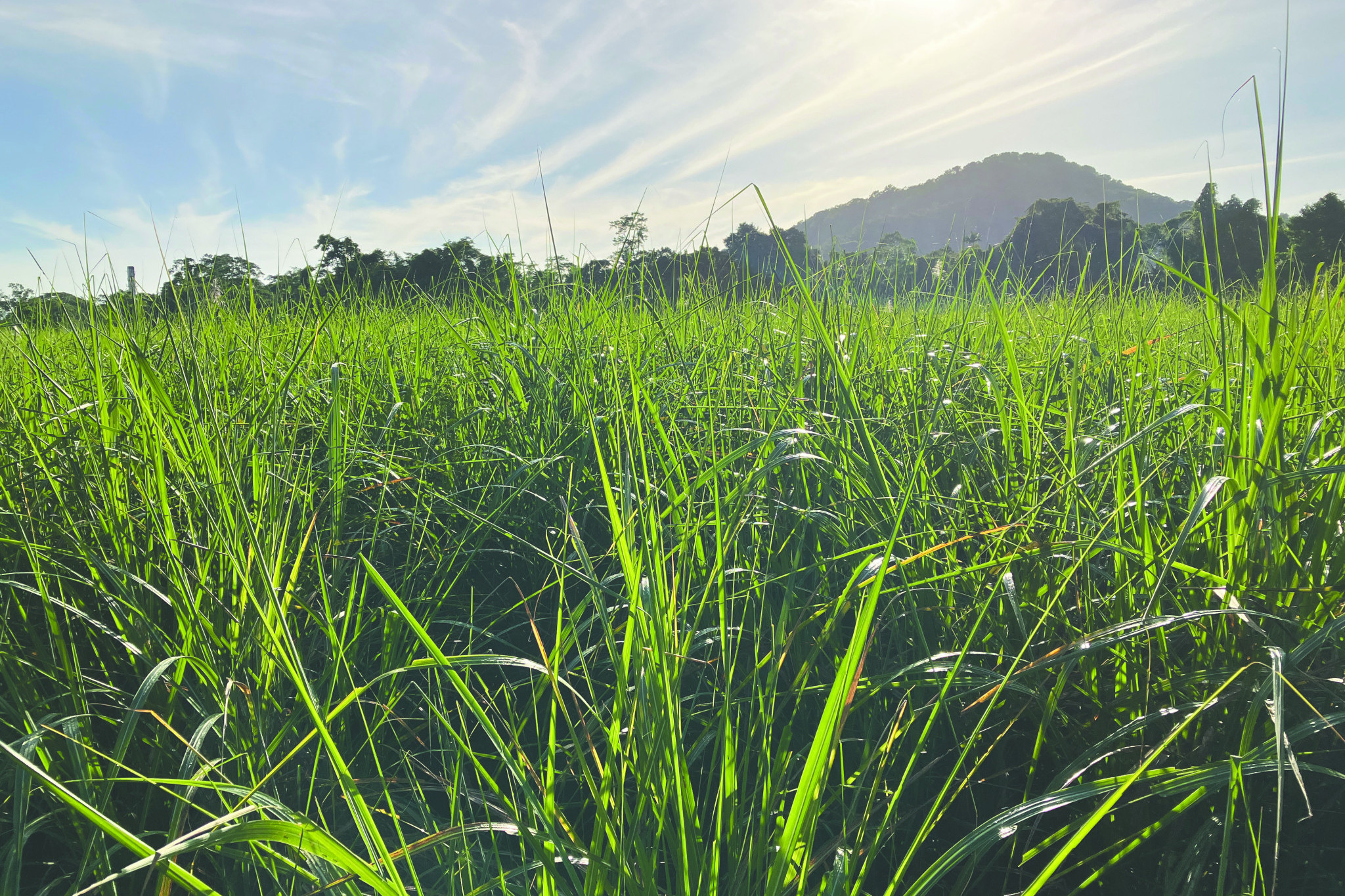 First raw sugar shipment to UK in 50 years - feature photo