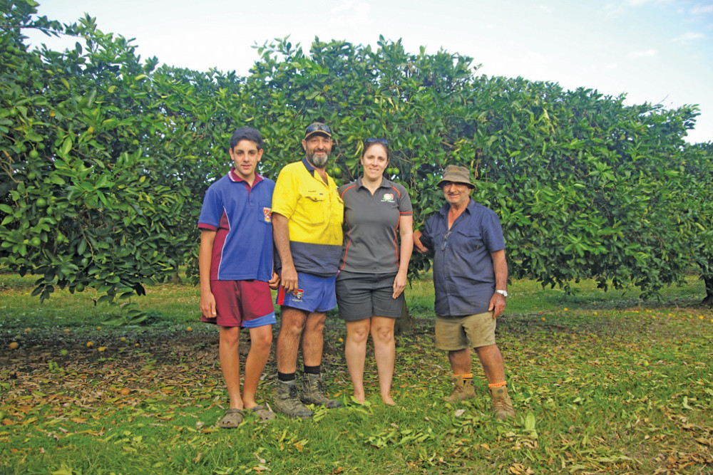 Livelihoods at risk: Lime growers Giuseppe (third generation), Giovanni (second generation), Gina and Giuseppe (first generation) Galati at their Biboohra property.