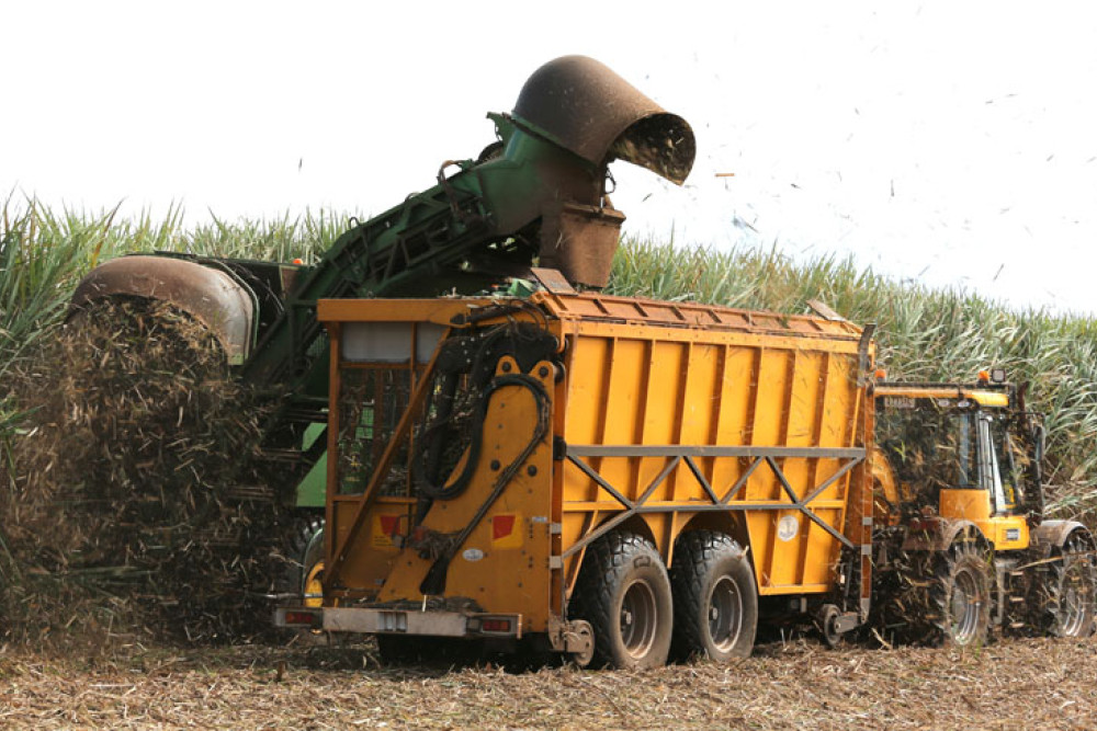 Cane harvesting in the Tableland district.