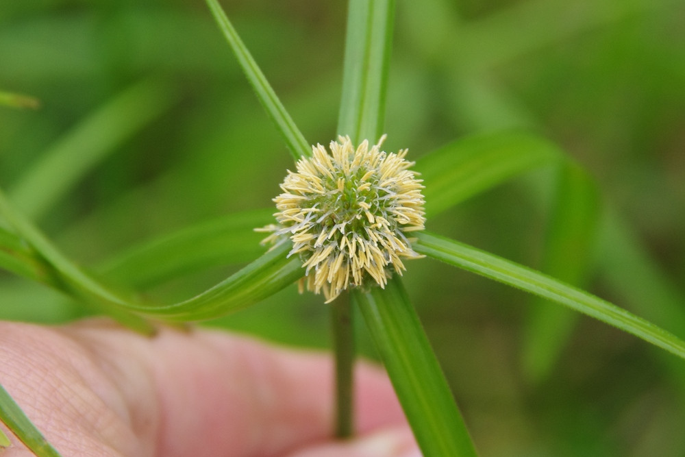 The Navua sedge seed head.