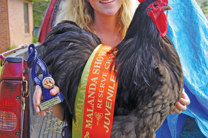 Today's purchases are tomorrow's champions: Georgina Humphries with her prize-winning Blue Orpington Rooster, Malanda Show 2014. Georgina purchased her rooster from an Atherton Tablelands Poultry Club Annual Purebred Poultry Auction.