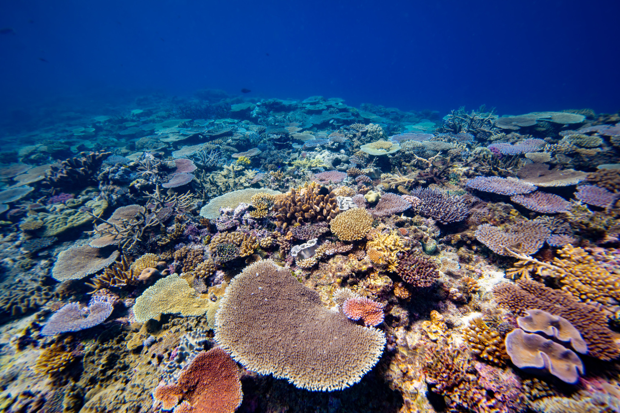 Reef rules under review - feature photo