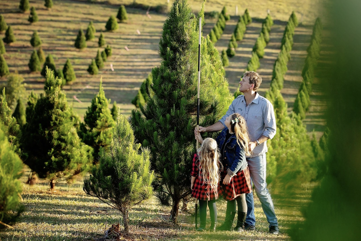 Photo: https://athertonchristmastreefarm.com.au/real-christmas-trees/