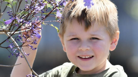 Herberton turns purple for annual festival