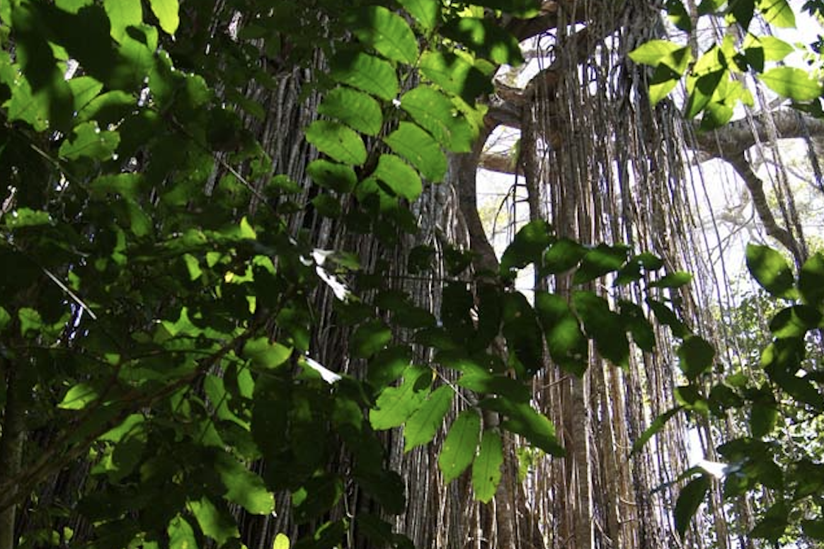 Mabi forest on the Atherton Tablelands is part of a $2.25 million resilience project.