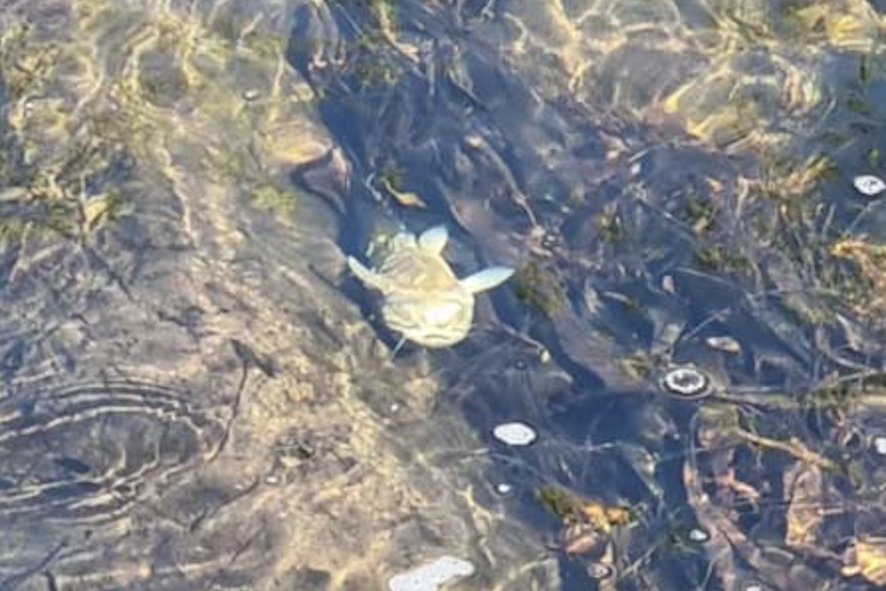 Images of the dead fish and water contamination of Jamie Creek late last month, causing locals to demand action on the abandoned Bael Gammon mine near Herberton.