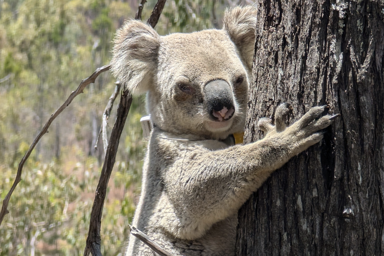 Northern koalas in the spotlight - feature photo