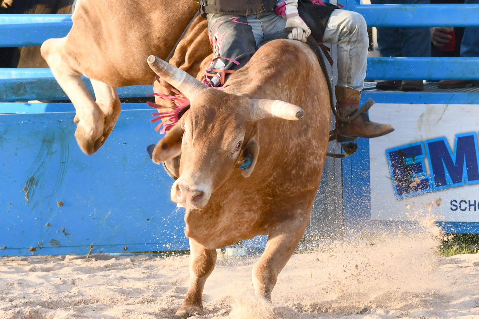 Bucking action and great entertainment - feature photo