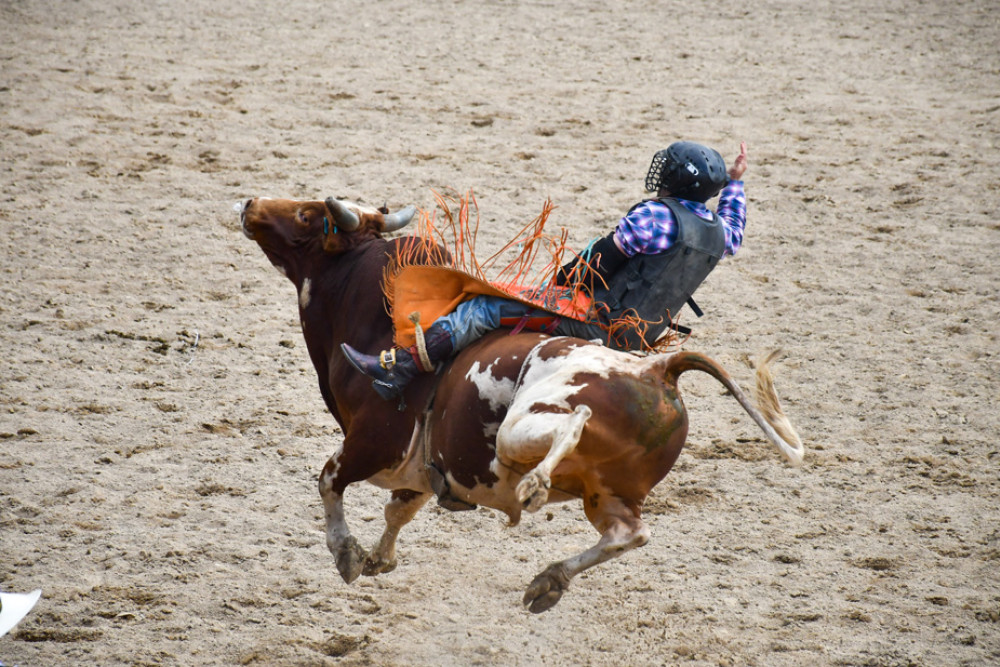 Mareeba Rodeo results - feature photo