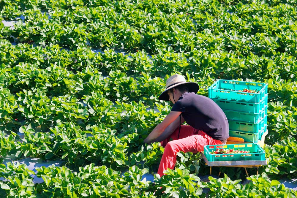 Calls to protect hort workers - feature photo