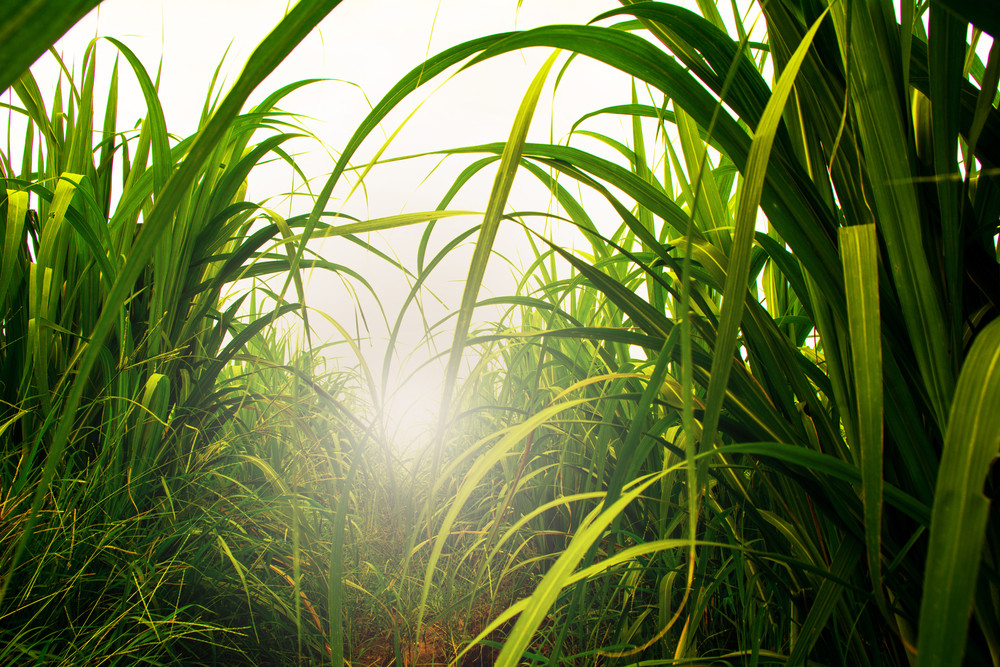 Plan unveiled for sugar industry to drive bio-economy boom