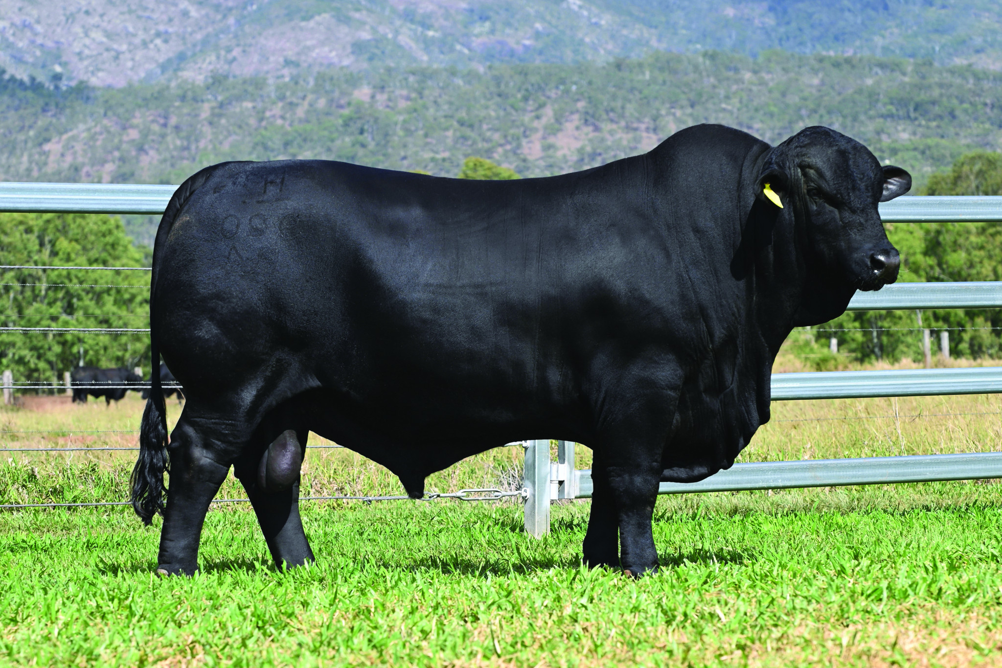 FutureBeef continues to raise the steaks - feature photo