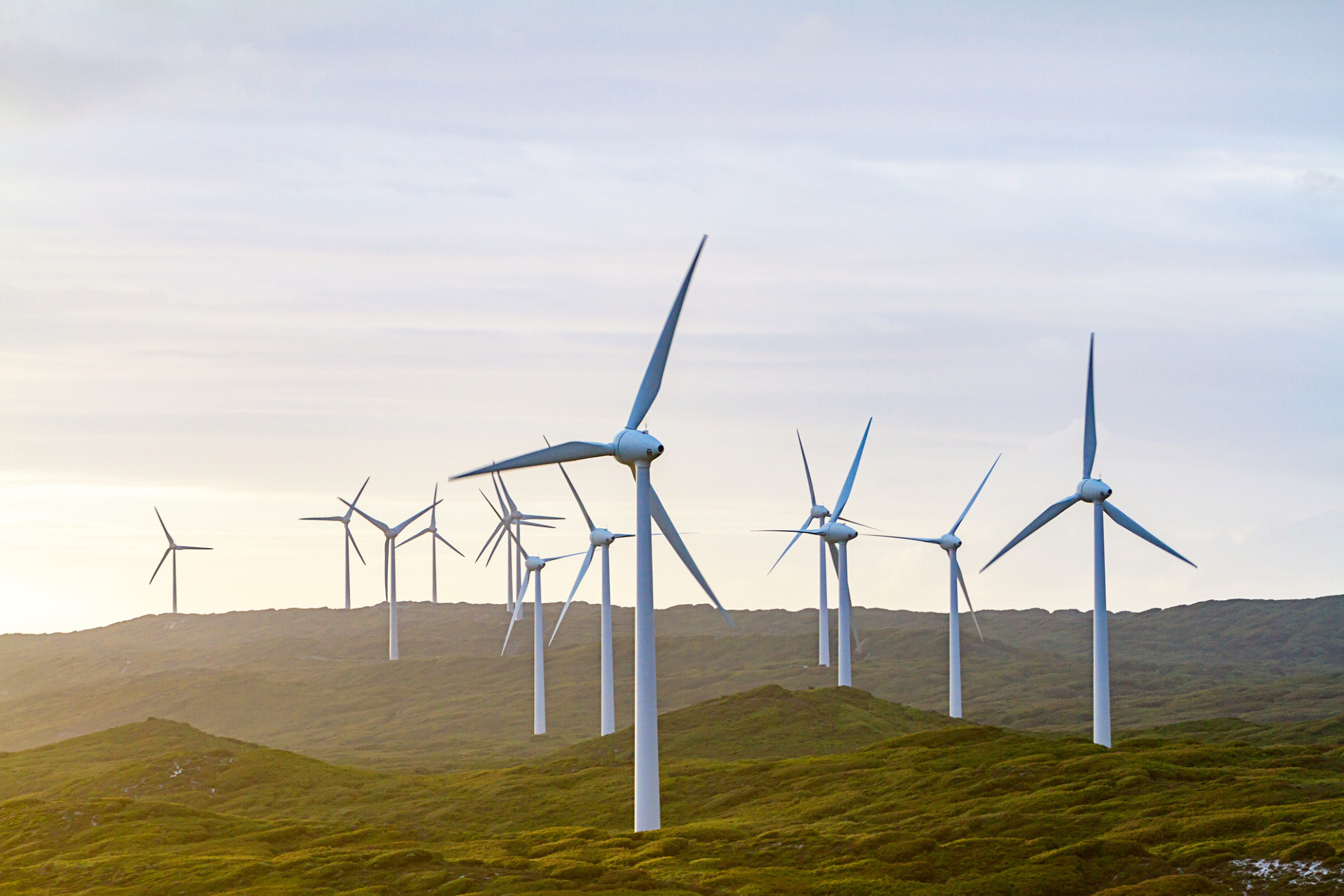 Turbines and wildlife talk - feature photo
